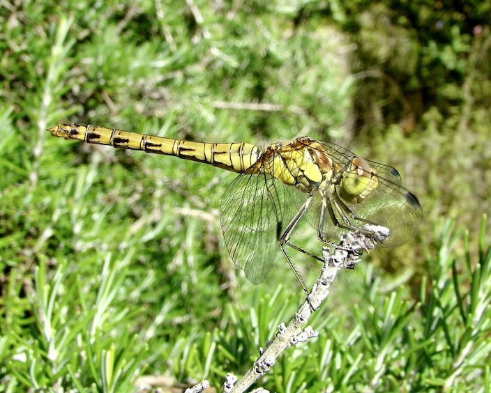 common darter